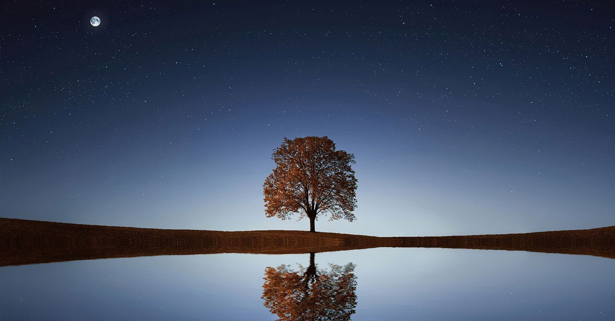Tree reflecting off a pool of water in a nightime landscape